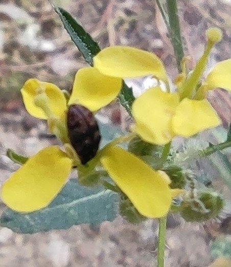 Attagenus hirtulus