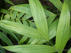 Areca triandra
