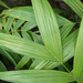 Wild Areca Palm - Photo (c) Colin Chiu, some rights reserved (CC BY-NC), uploaded by Colin Chiu