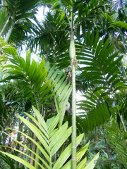 Areca triandra