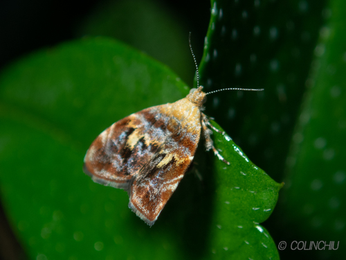 Choreutis sexfasciella