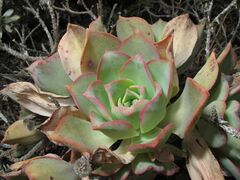 Aeonium lancerottense image