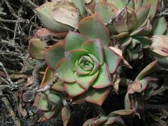 Aeonium lancerottense image