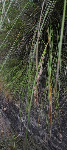 Coleochloa image