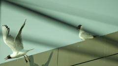 Chroicocephalus ridibundus