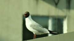 Chroicocephalus ridibundus