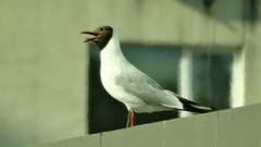 Chroicocephalus ridibundus