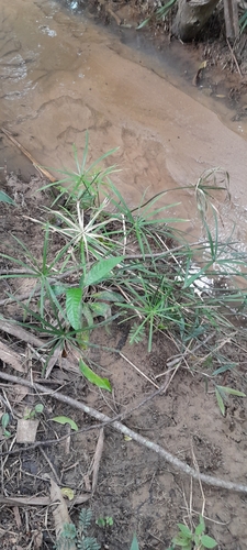 Cyperus alternifolius image