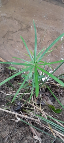 Cyperus alternifolius image