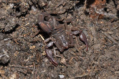 Pseudouroctonus reddelli