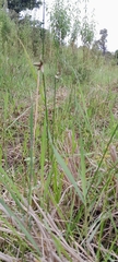 Schoenoplectiella juncoides image