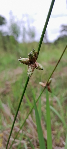 Schoenoplectiella juncoides image