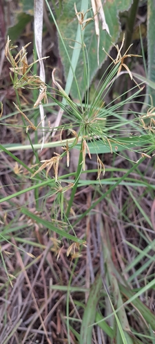 Cyperus prolifer image