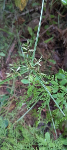 Cyperus haspan image