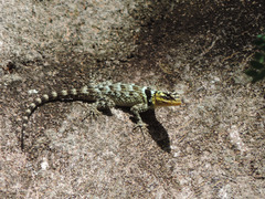Sceloporus serrifer