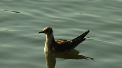 Chroicocephalus ridibundus