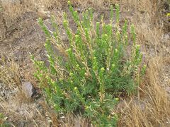 Reseda lancerotae image