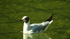 Chroicocephalus ridibundus