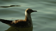 Chroicocephalus ridibundus