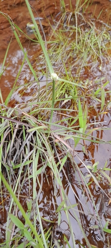 Lipocarpha chinensis iNat (2)