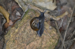 Helicarionidae