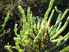 Arthroceras subterminale