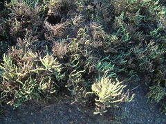 Arthroceras subterminale