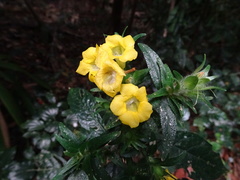 Strobilanthes crispus