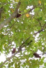 Micropternus brachyurus