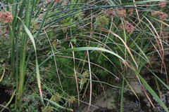 Cyperus prolifer