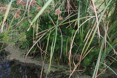 Cyperus prolifer