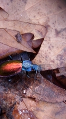 Carabus hispanus