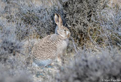 Lepus oiostolus