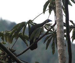 Chamaepetes goudotii