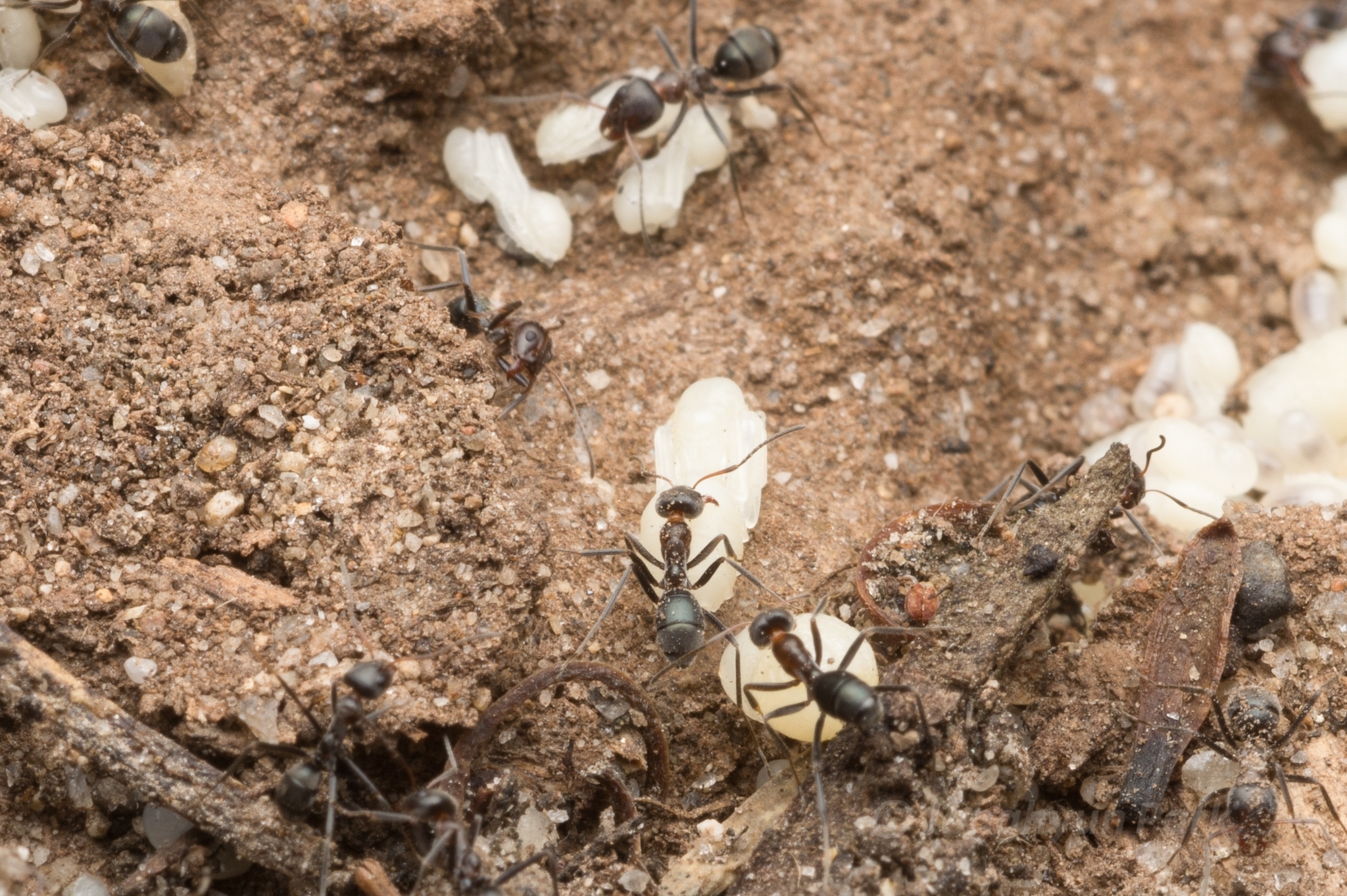 Iridomyrmex obscurior