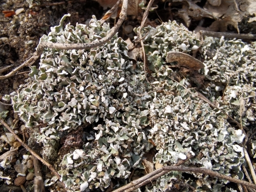 Cladonia symphycarpa