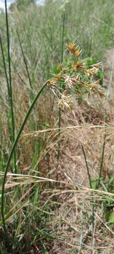 Cyperus articulatus image