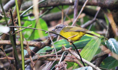 Myiothlypis coronata
