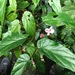 Begonia taiwaniana - Photo (c) shintsai, osa oikeuksista pidätetään (CC BY-NC), lähettänyt shintsai