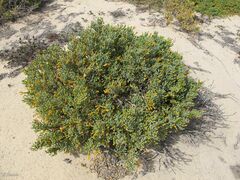 Tetraena fontanesii image