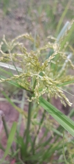 Cyperus iria image