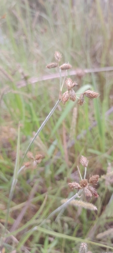 Fuirena stricta image