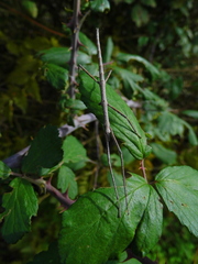 Clonopsis gallica