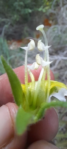 Harveya obtusifolia image