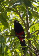 Hypopyrrhus pyrohypogaster