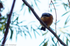 Pipraeidea melanonota