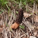 Morchella elata - Photo (c) Stefan Gey, some rights reserved (CC BY-NC), uploaded by Stefan Gey