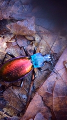 Carabus hispanus