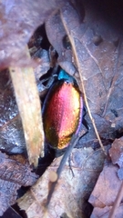 Carabus hispanus
