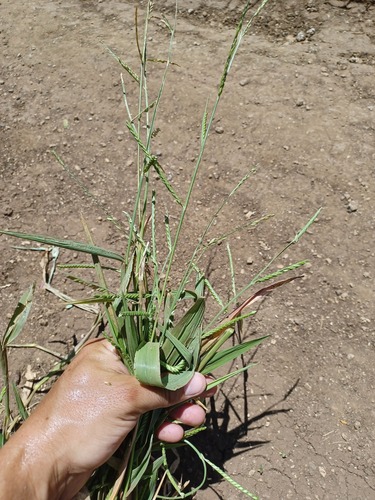 Urochloa plantaginea observed 2023-05-08